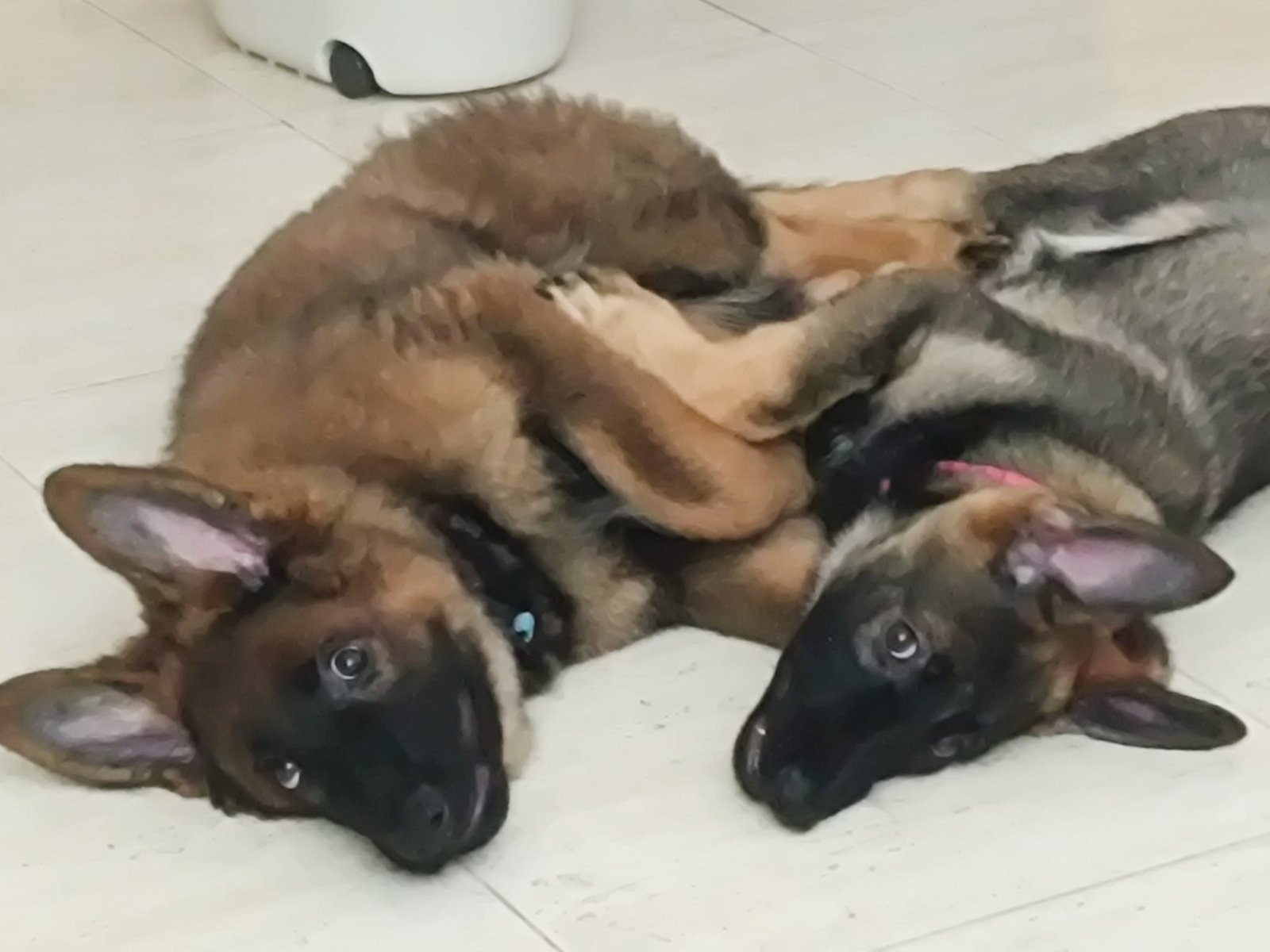 Max y Nova cachorros