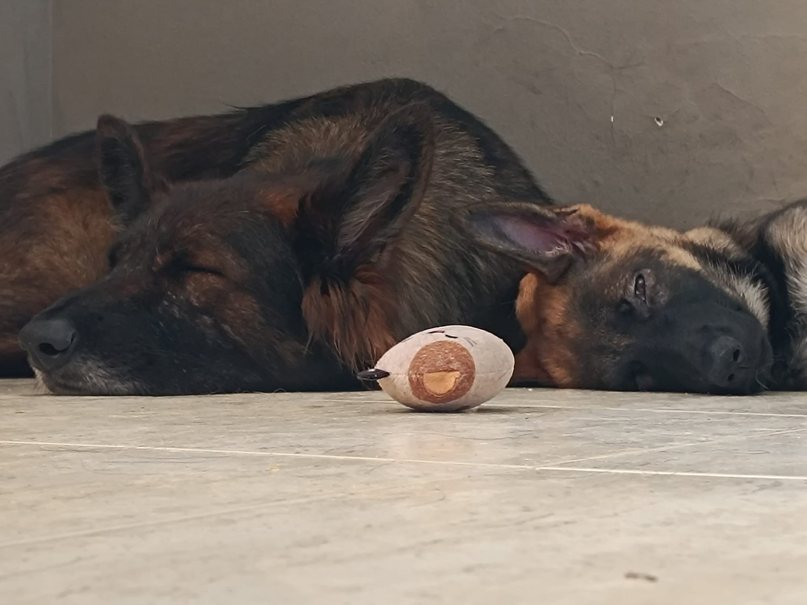 Kiev y Nova durmiendo