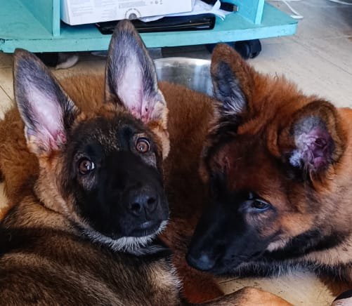 Nova y Max primeros planos