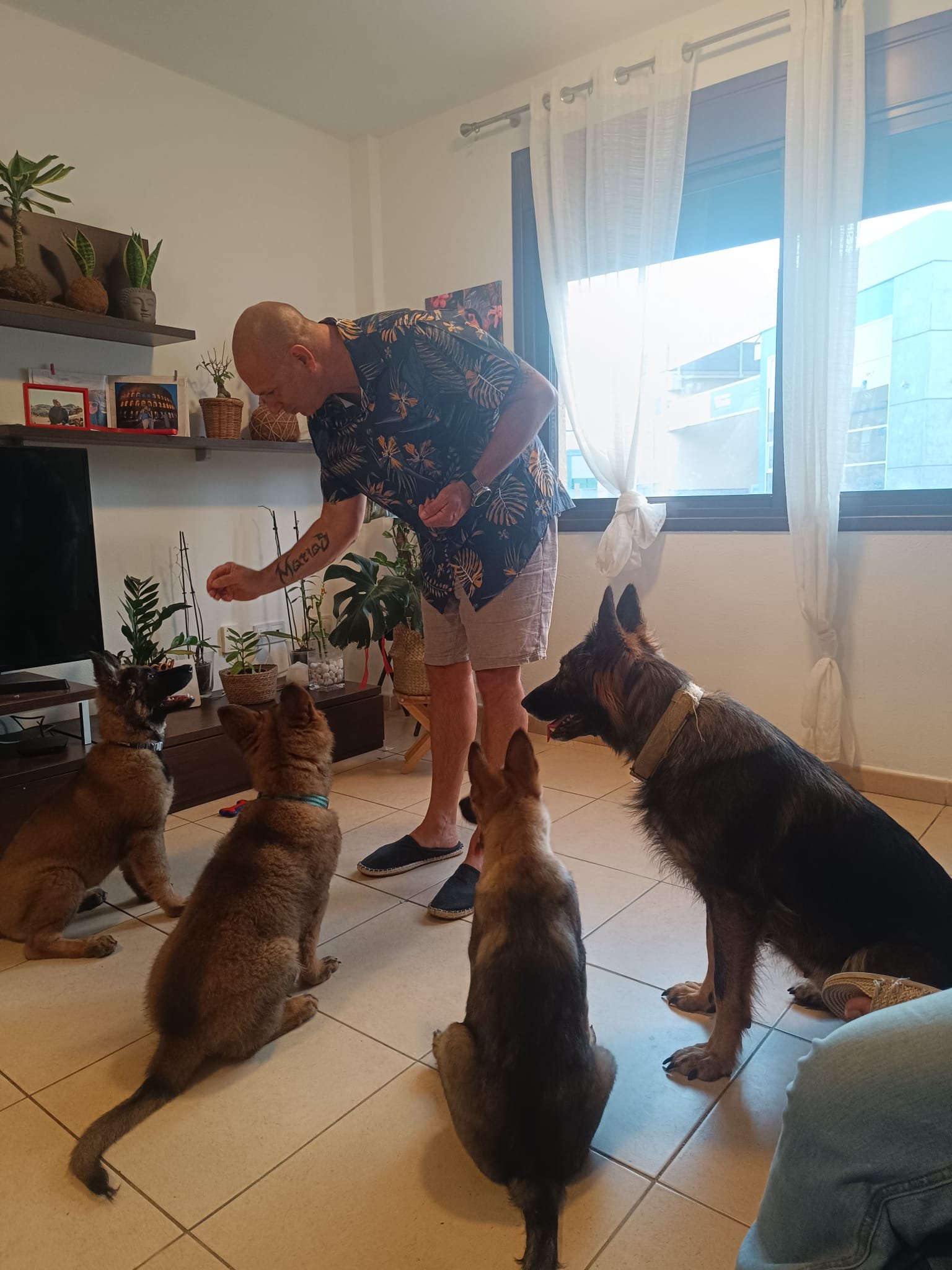 Gustavo entrenando a sus perros